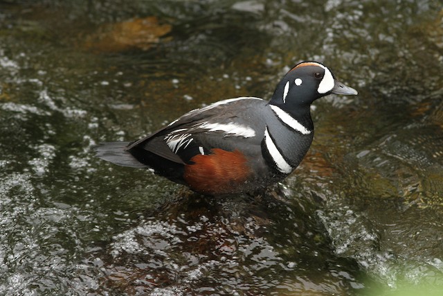 Harlequin Duck at Chilliwack River Hatchery by Jamie G