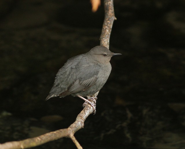 American Dipper at Chilliwack River Hatchery by Jamie G