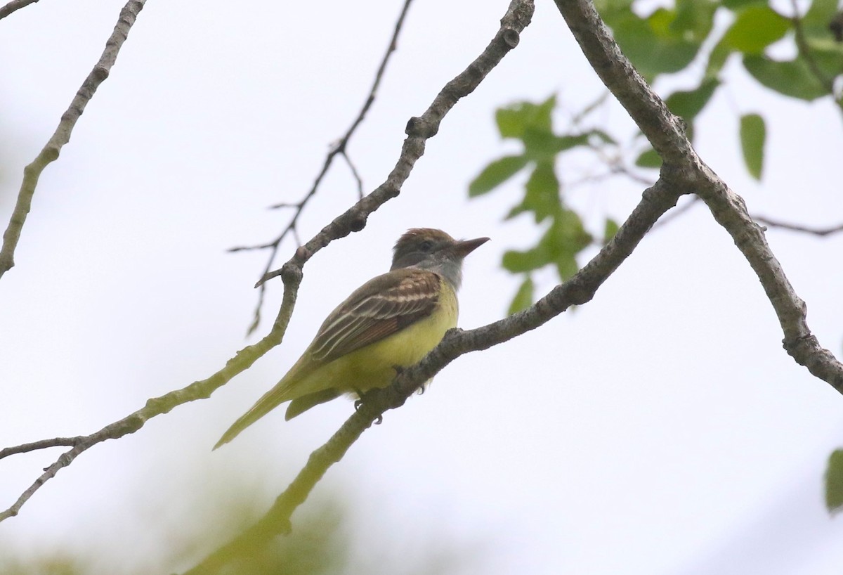 Great Crested Flycatcher - ML576800751