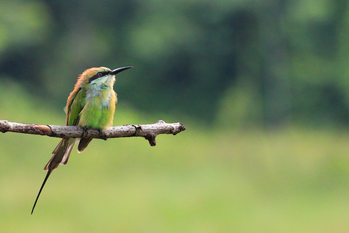 Asian Green Bee-eater - ML576802031