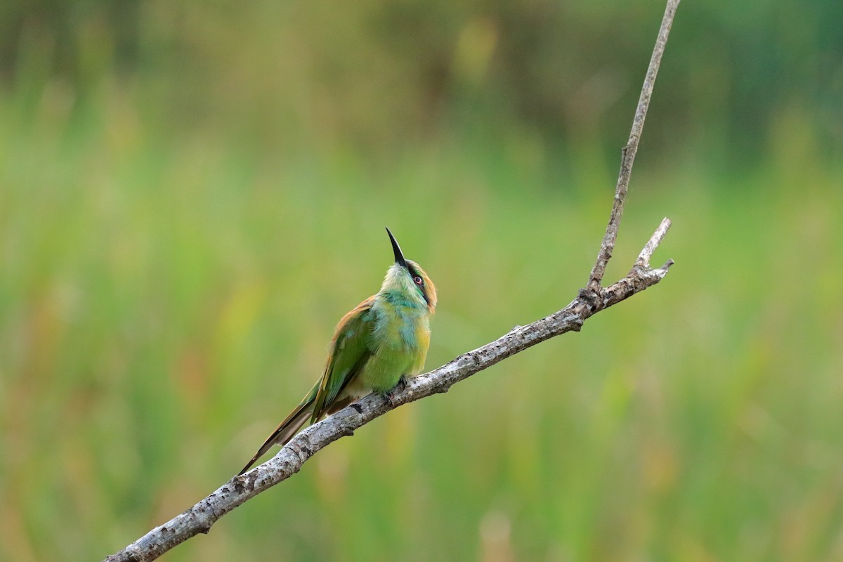 Asian Green Bee-eater - ML576802041