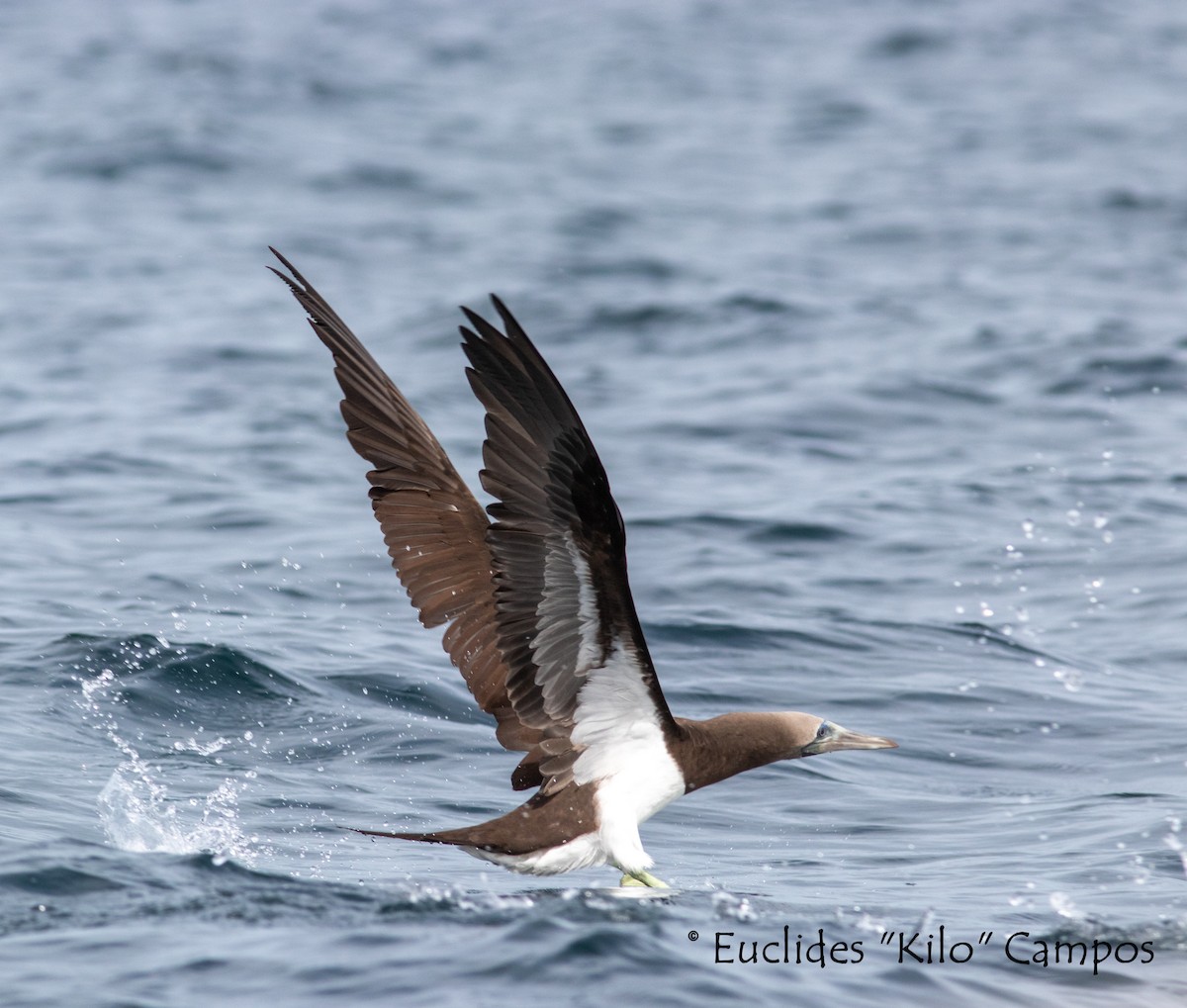 Brown Booby (Colombian) - ML576803991