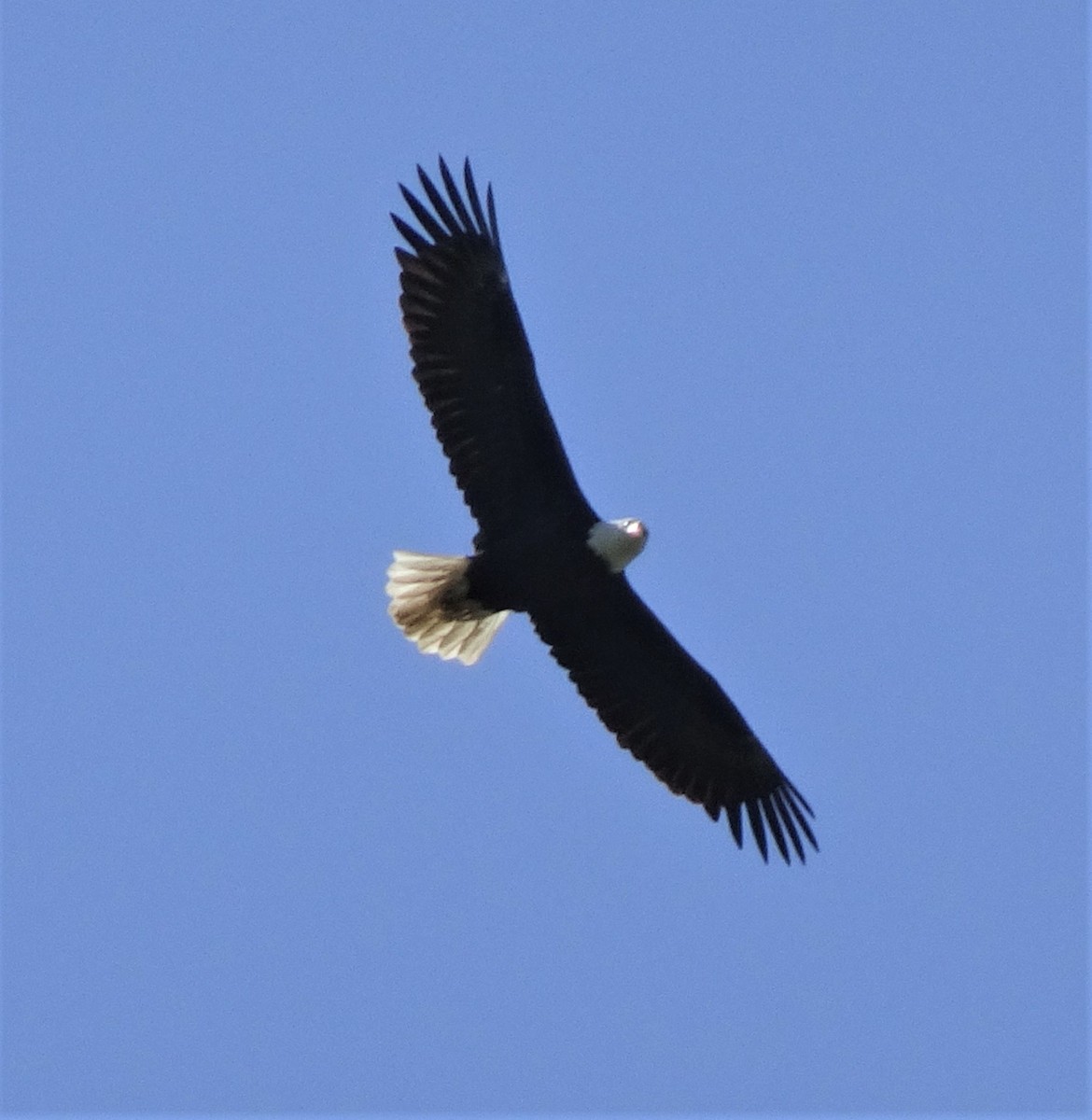 eBird Checklist 8 May 2019 Sauvie Island (Multnomah Co.) 1 species