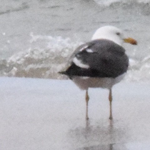 Lesser Black-backed Gull - Austin Broadwater