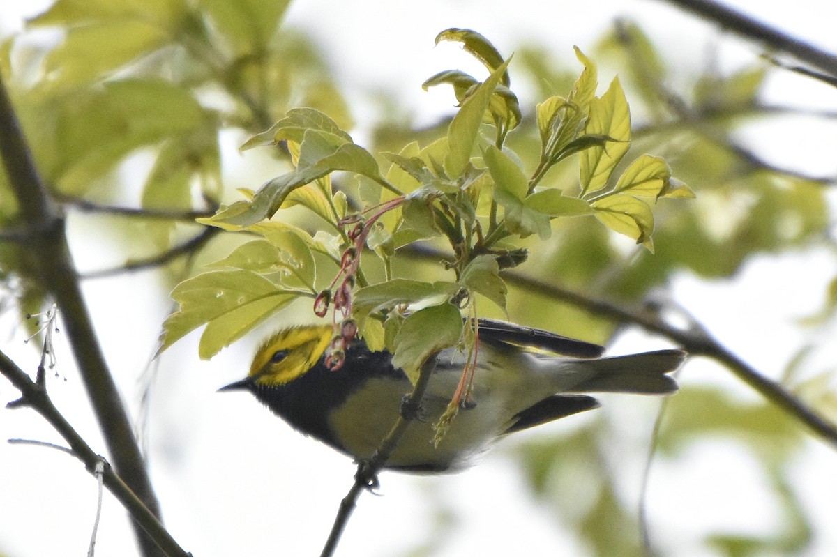 Black-throated Green Warbler - Joanne Muis Redwood