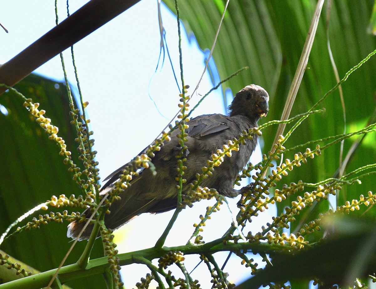 Seychelles Parrot - ML576808881