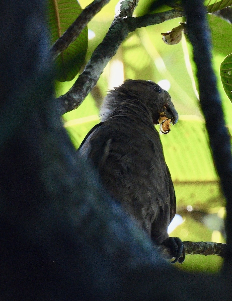 Seychelles Parrot - ML576809041