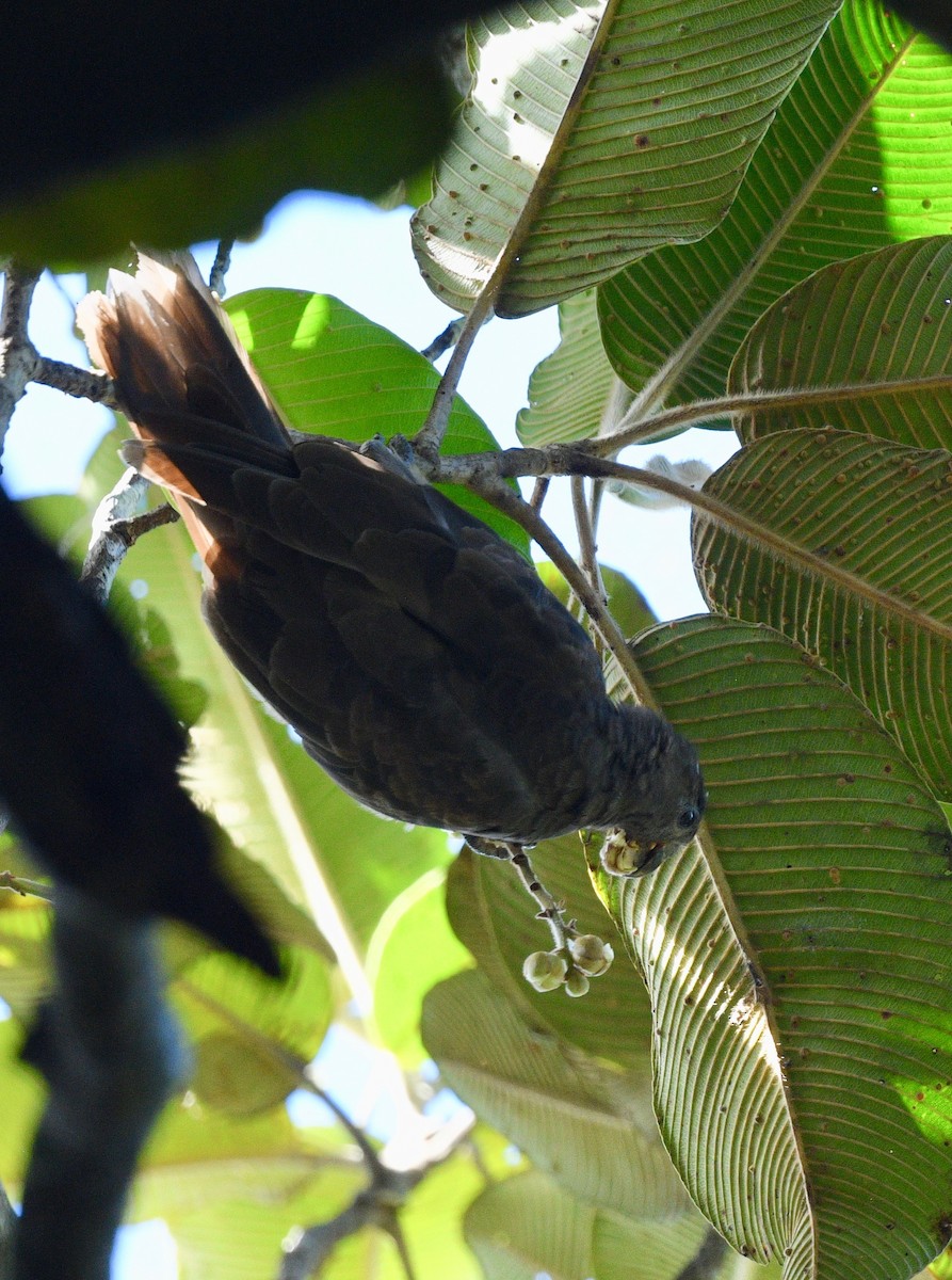 Seychelles Parrot - ML576809271