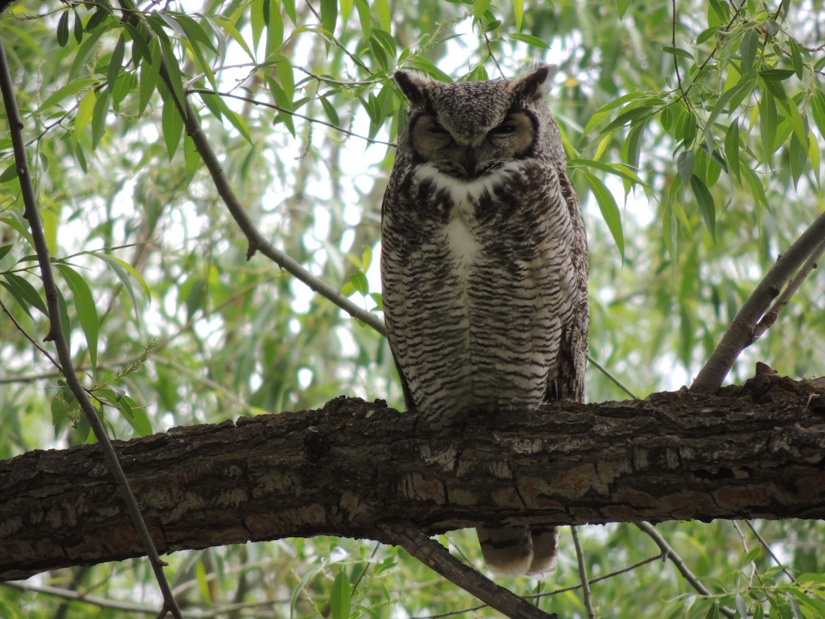 Great Horned Owl - ML576810111
