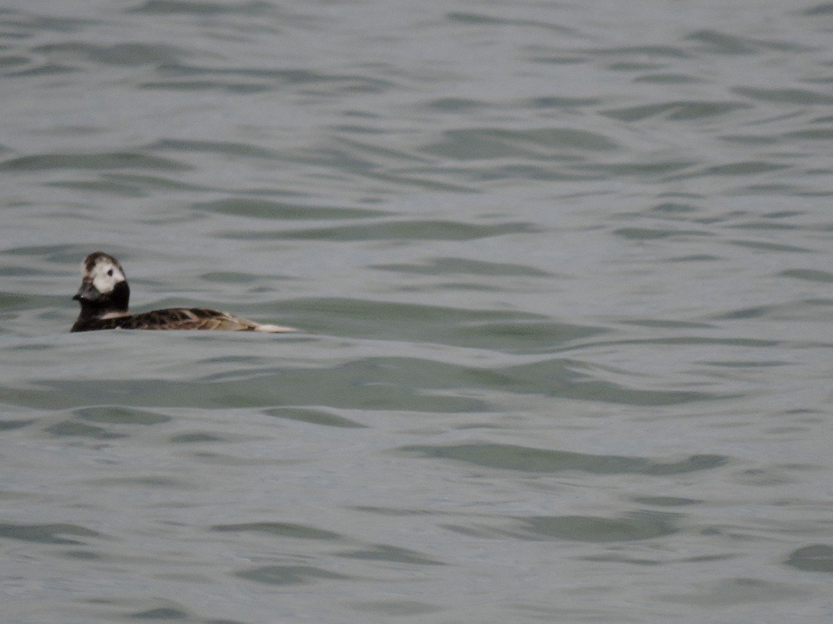 Long-tailed Duck - Gail DeLalla