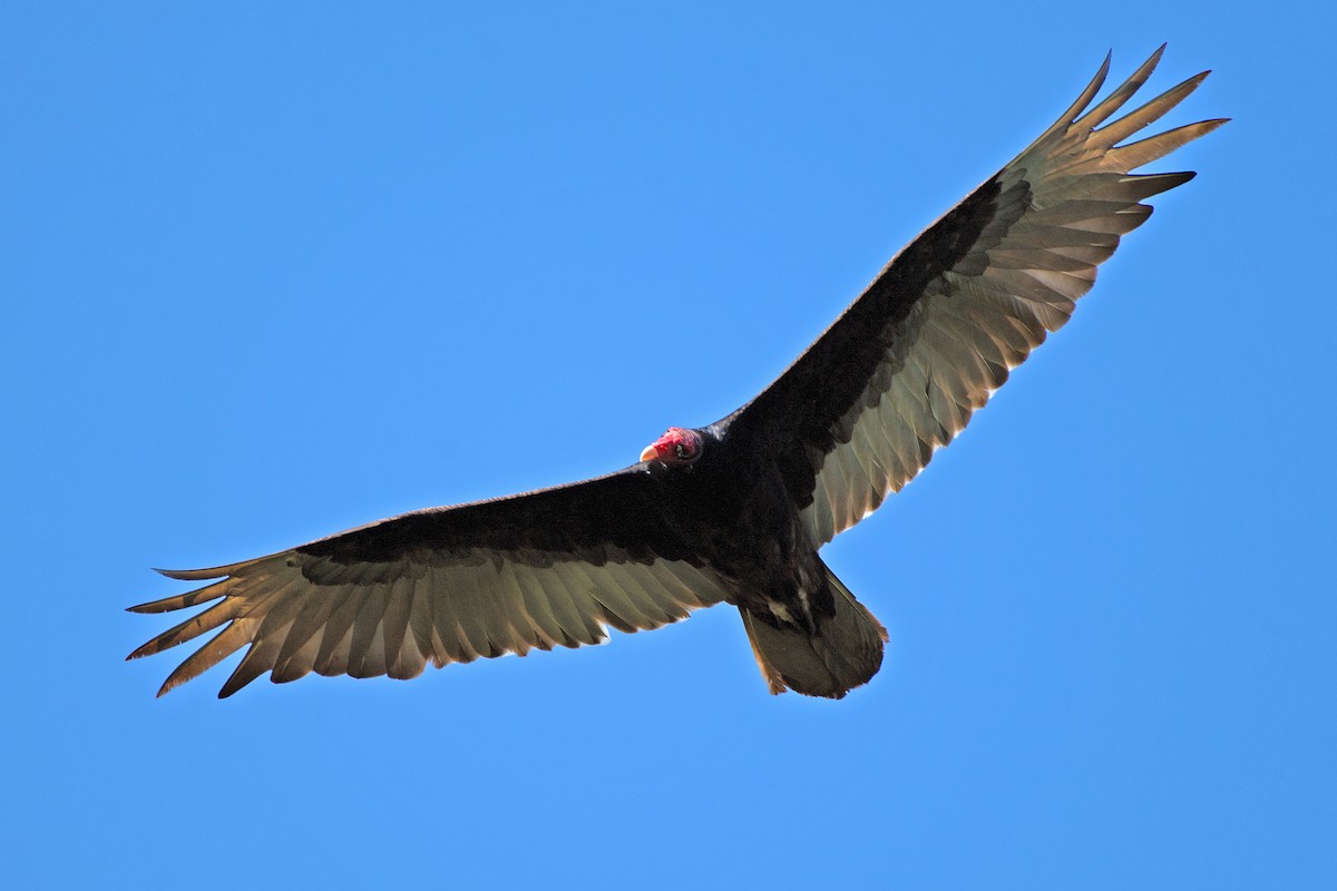 Ebird Checklist - 24 May 2023 - Honey Creek Sna - 34 Species (+1 Other 