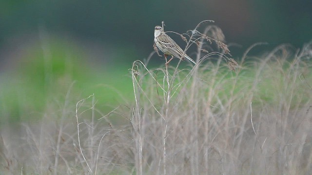 Meadow Pipit - ML576816811