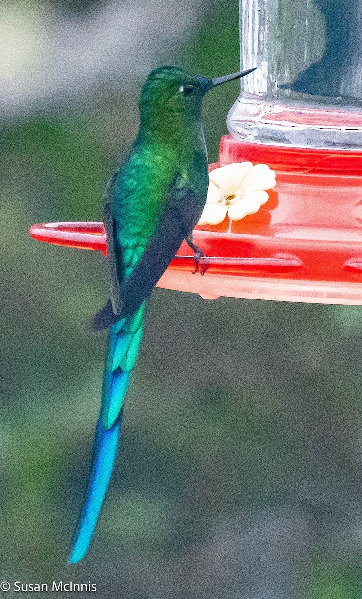 Long-tailed Sylph - ML576821671