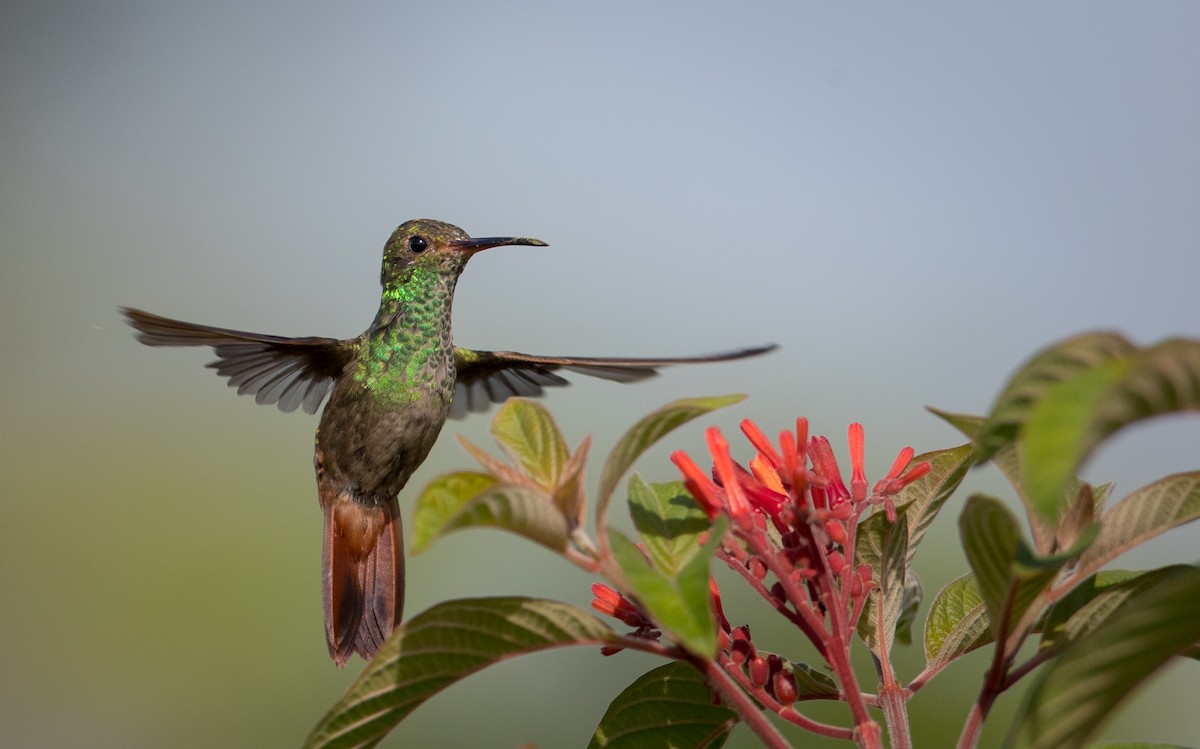 Rufous-tailed Hummingbird - Ian Davies
