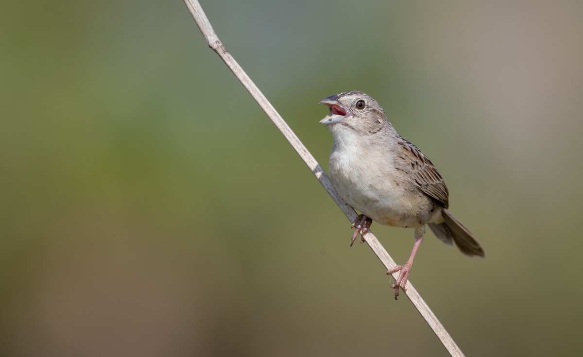 Botteri's Sparrow (Peten) - ML57682651