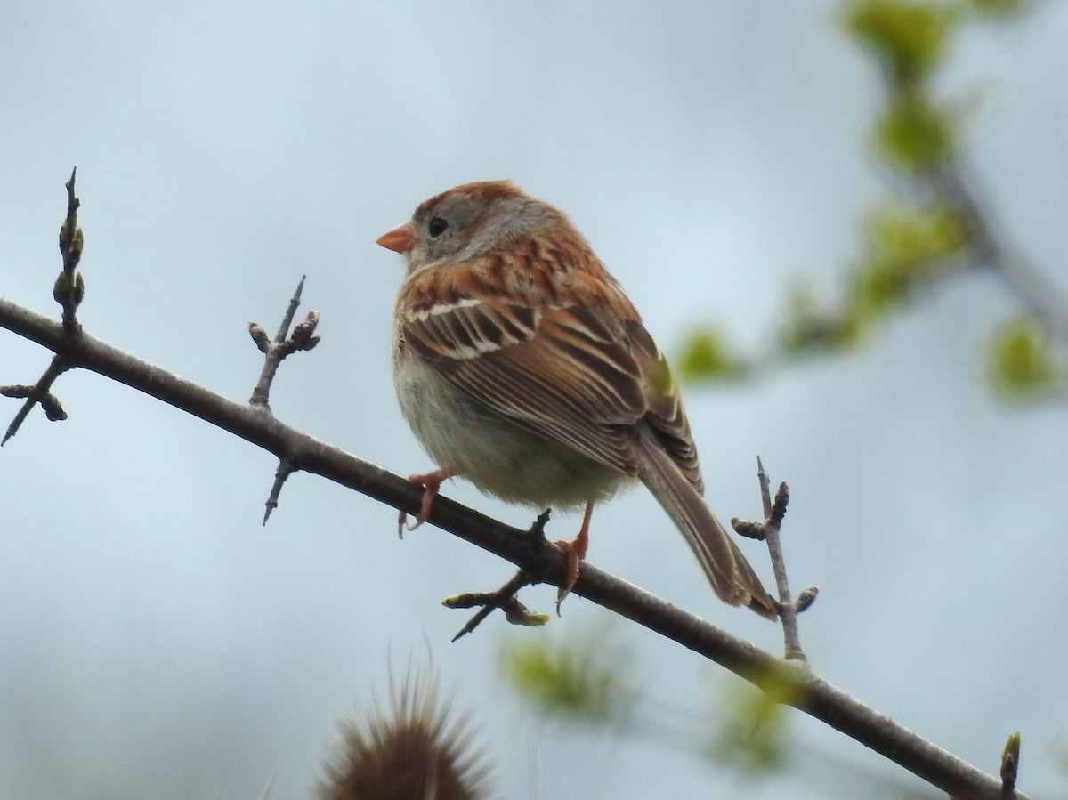 Field Sparrow - Bonnie Kinder