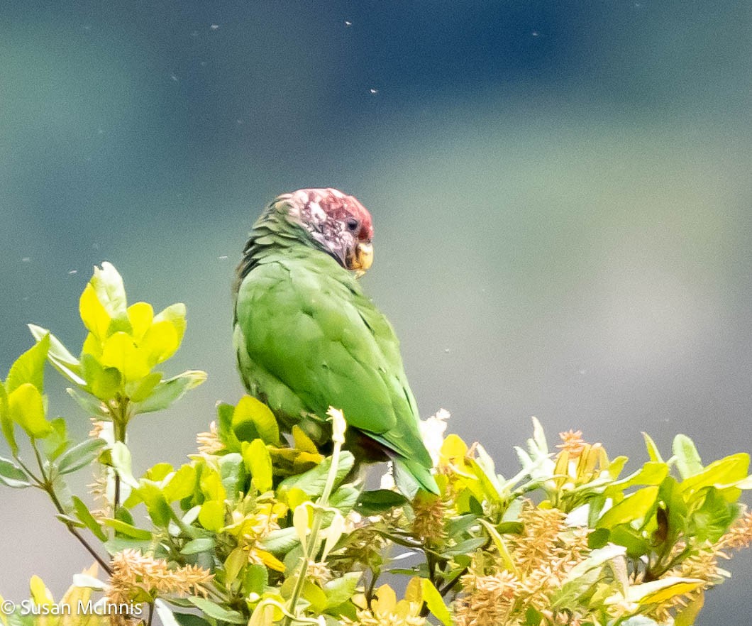Speckle-faced Parrot (Plum-crowned) - ML576830051