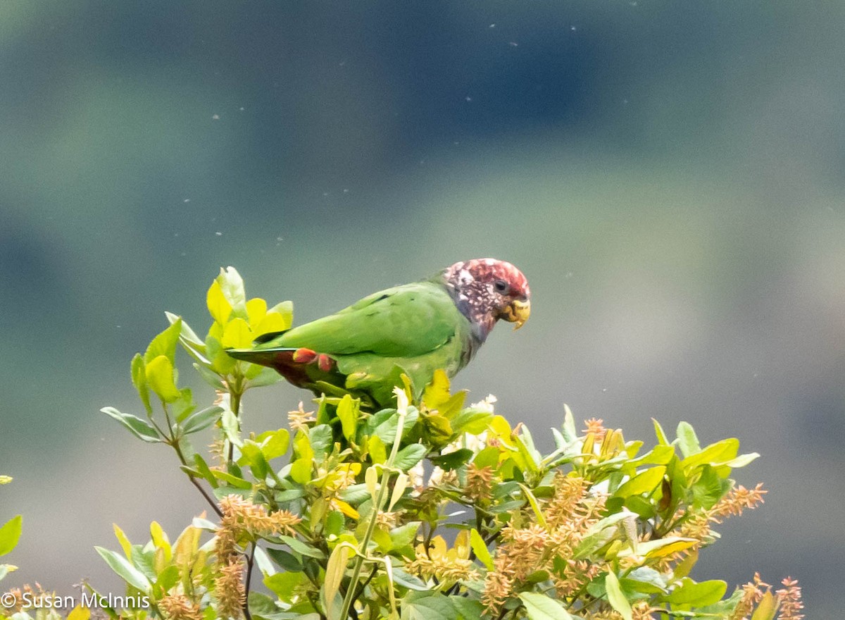 Speckle-faced Parrot (Plum-crowned) - ML576830441