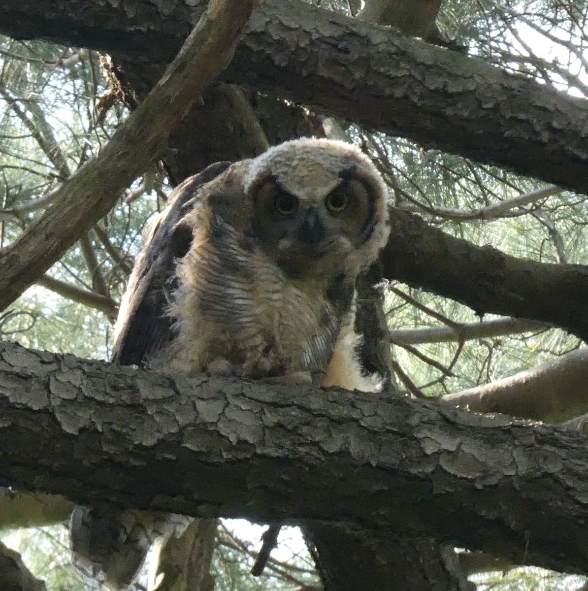 Great Horned Owl - ML576831481