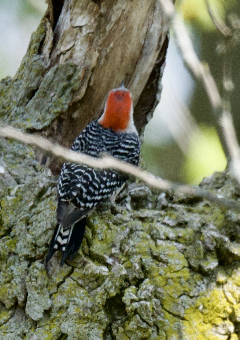 Red-bellied Woodpecker - ML576833711