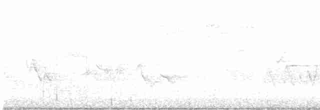 Cerulean Warbler - ML576834221