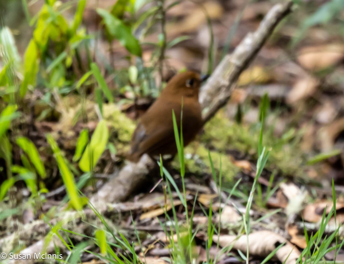 Red-and-white Antpitta - Susan Mac