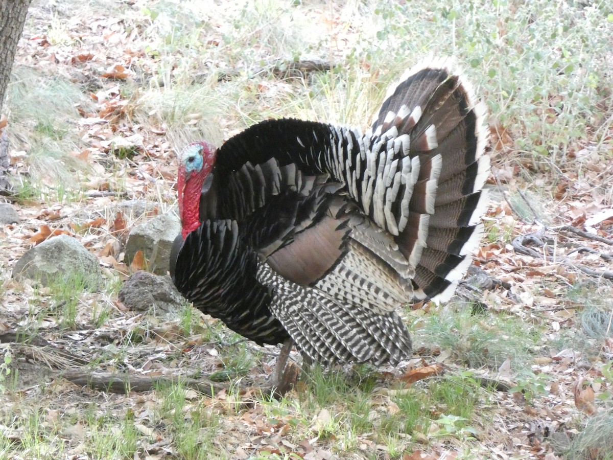 Wild Turkey - ML576836131