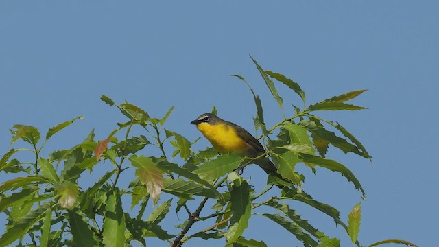 Yellow-breasted Chat - ML576836711