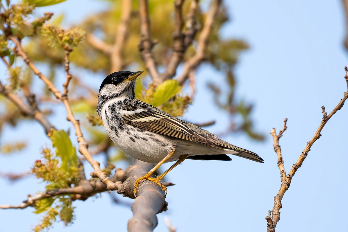 Blackpoll Warbler - ML576837571
