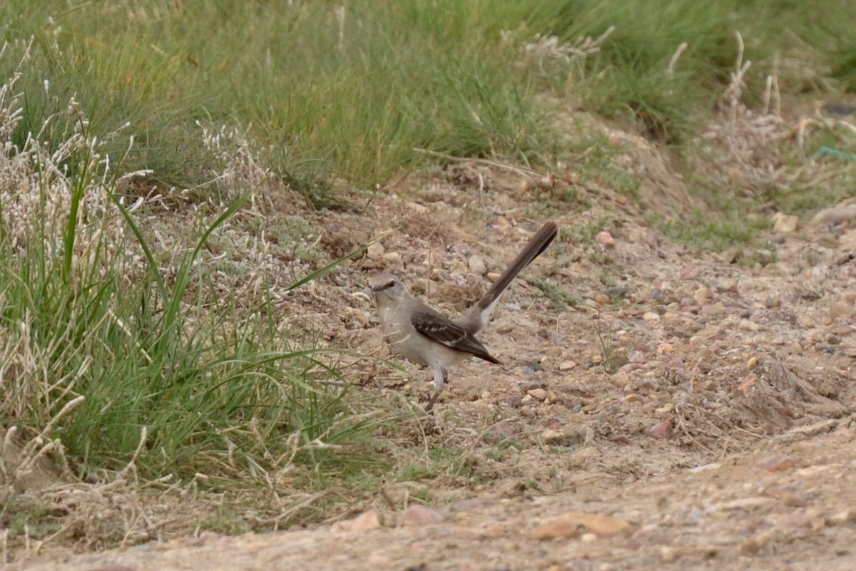 Northern Mockingbird - Epi Shemming