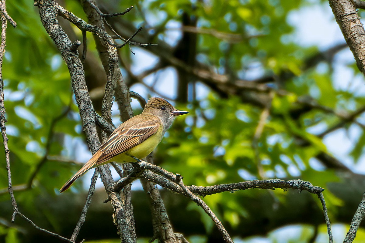 Great Crested Flycatcher - ML576841511