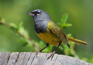 MacGillivray's Warbler