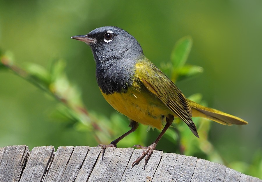 MacGillivray's Warbler