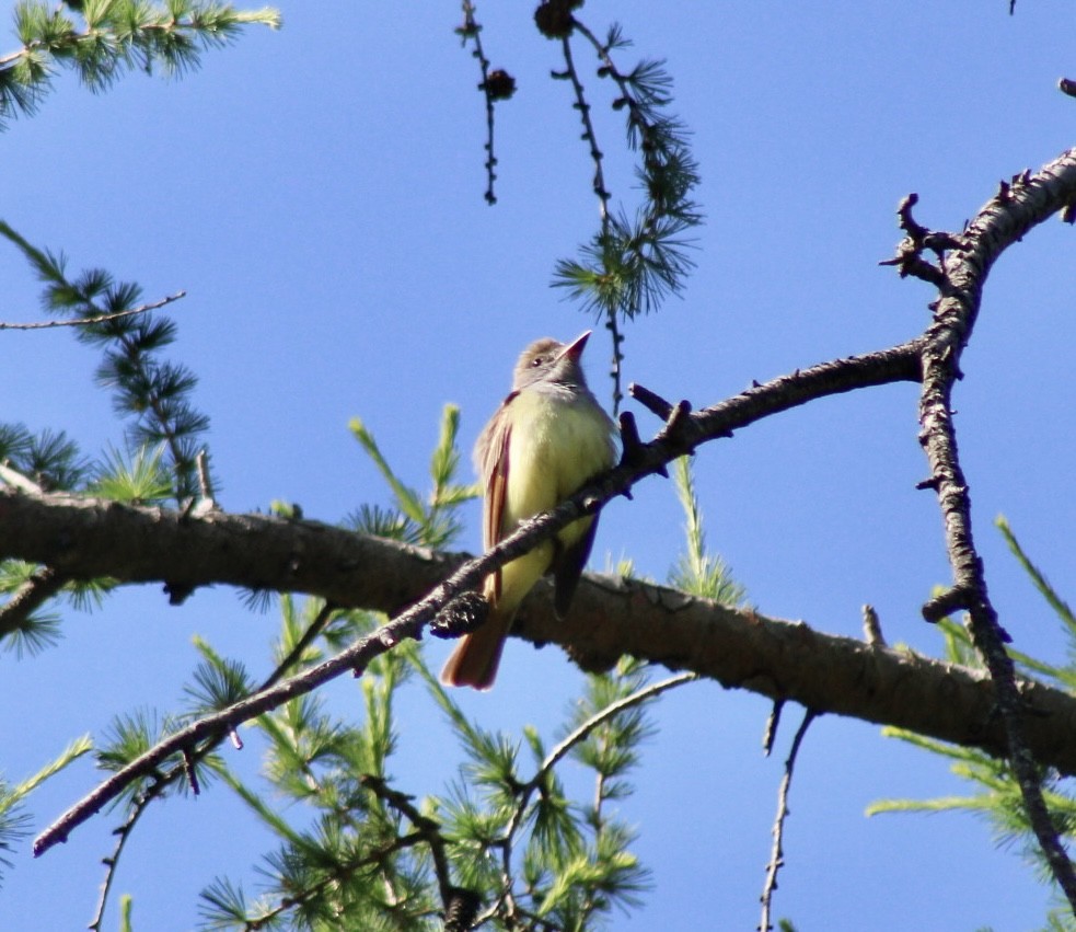 eBird Checklist 17 May 2023 Mt. Auburn Cemetery 43 species