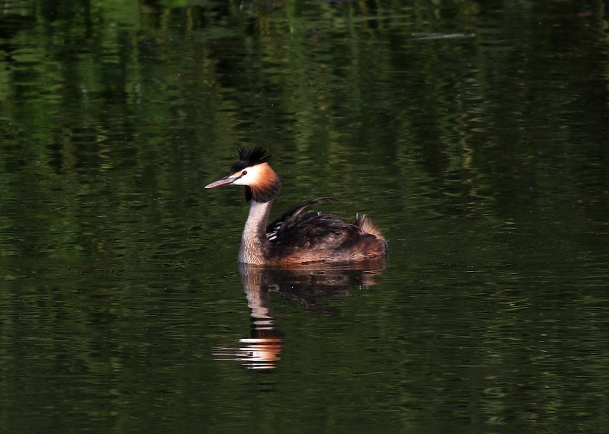Great Crested Grebe - ML576849951