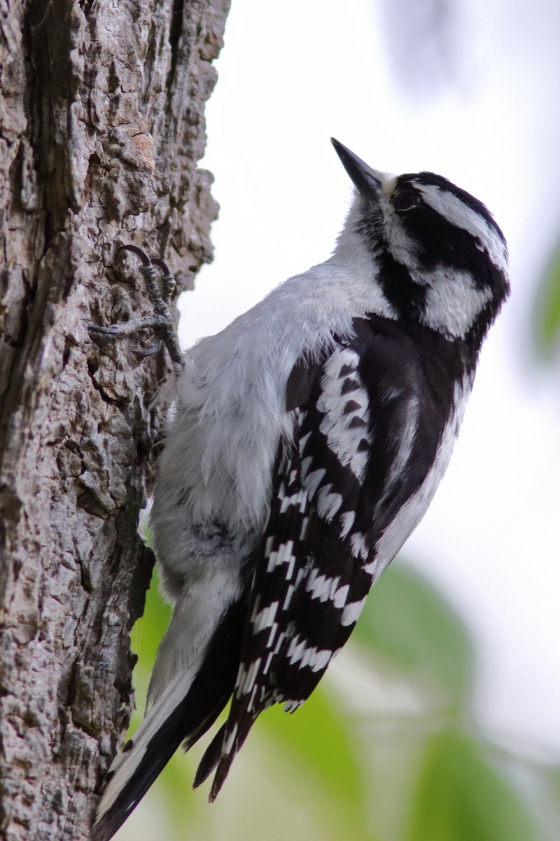 Downy Woodpecker - ML576852451