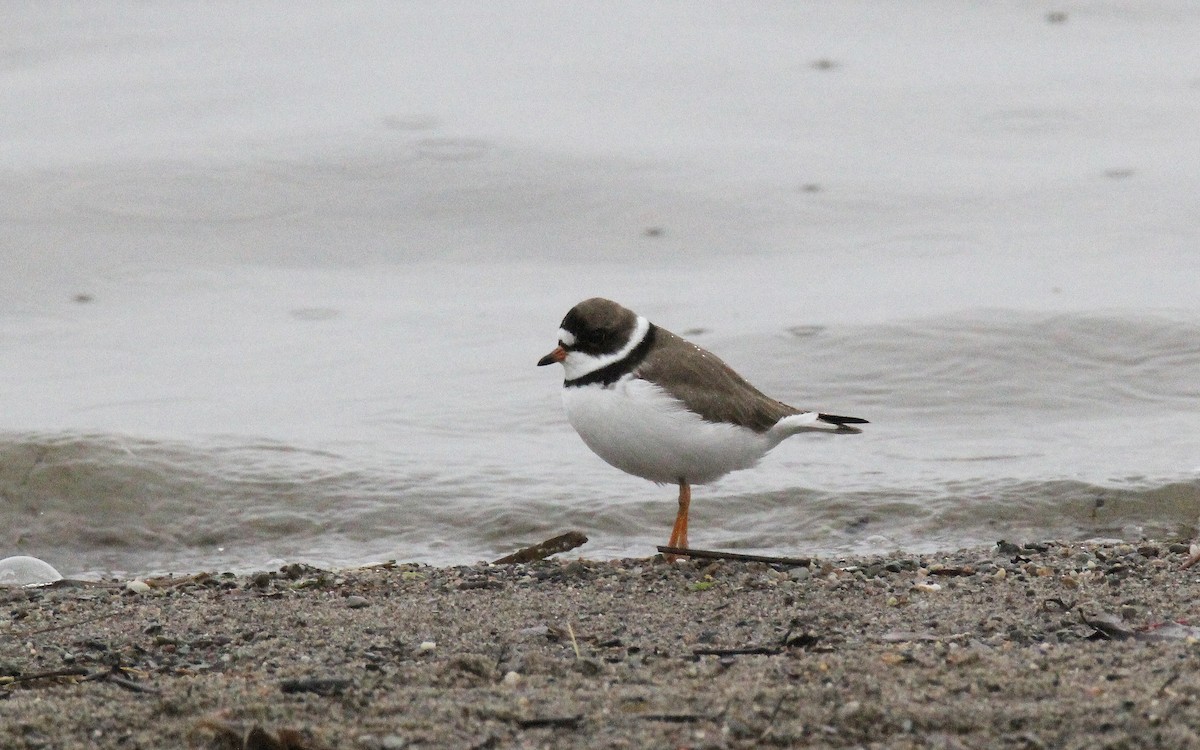 Semipalmated Plover - ML576853771