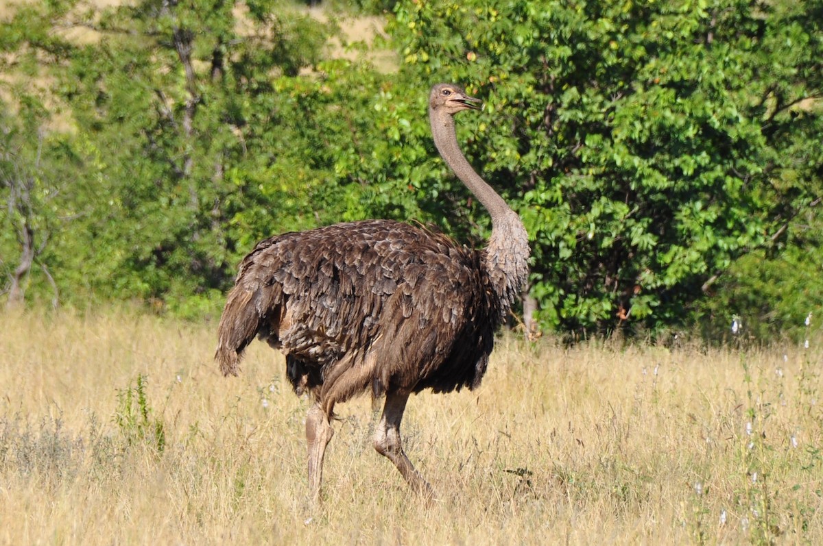 Common Ostrich - ML576856471