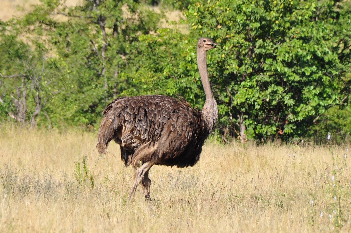 Common Ostrich - ML576856671