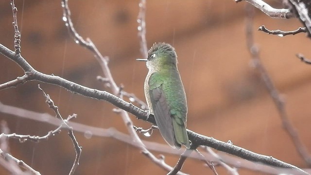 Green-backed Firecrown - ML576857491