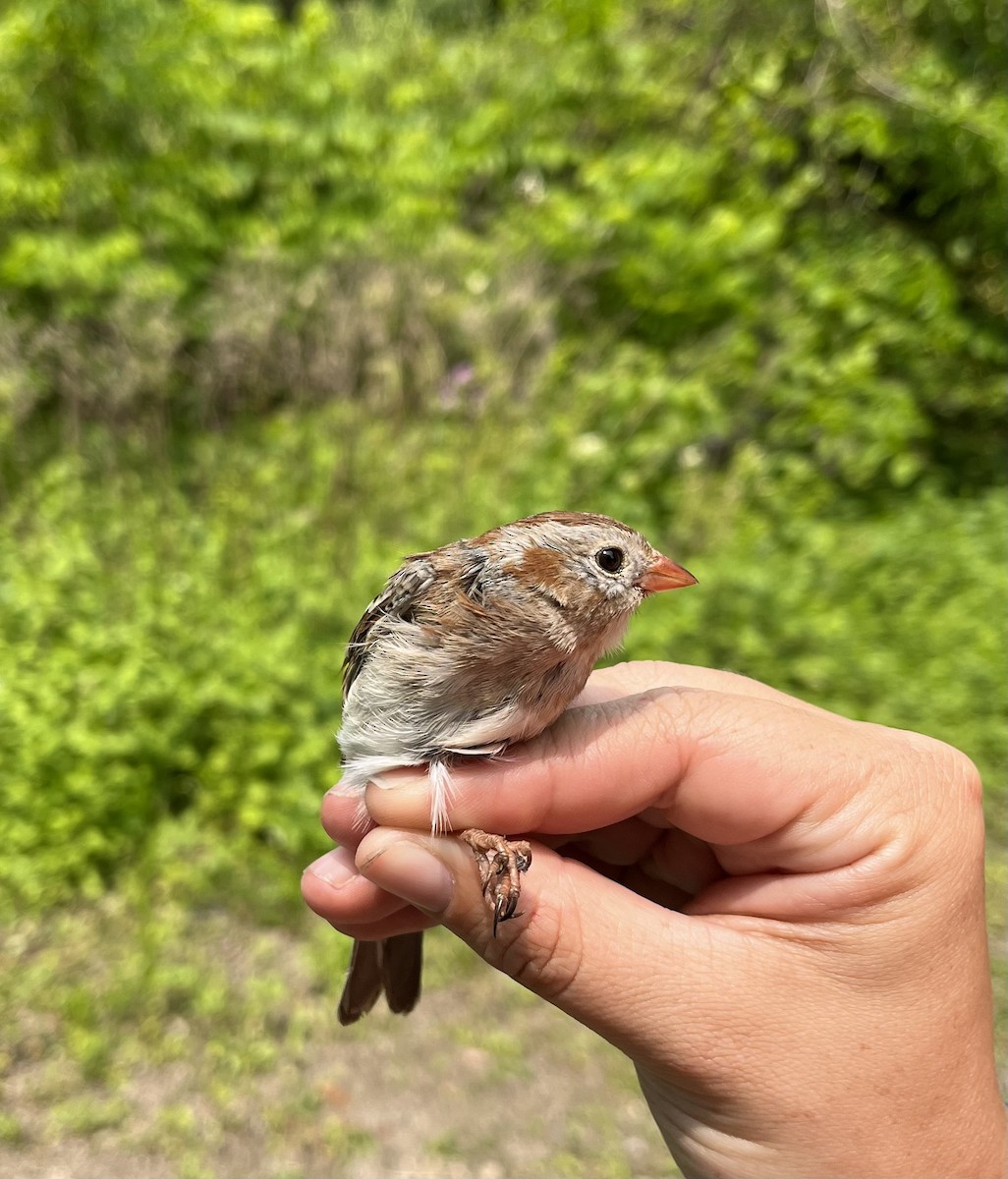 Field Sparrow - ML576860221