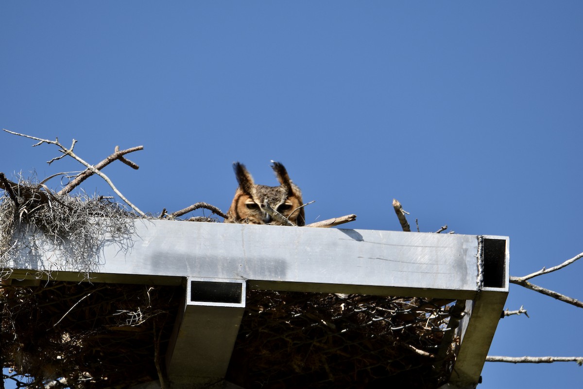 Great Horned Owl - ML576861391