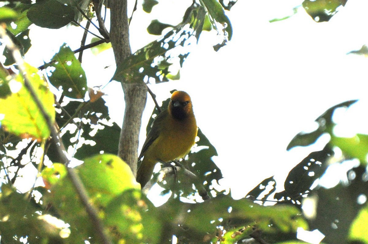 Spectacled Weaver - ML576863051