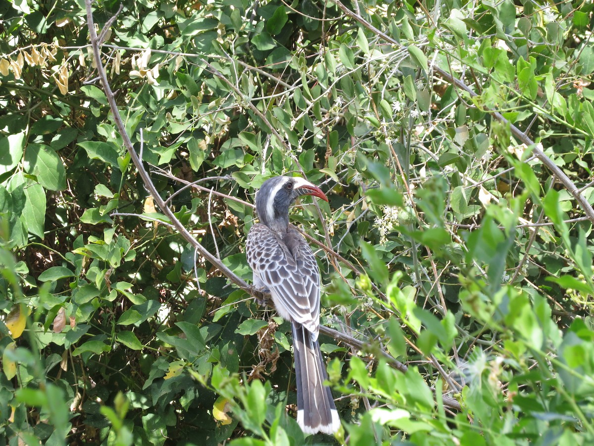 African Gray Hornbill - ML57686651
