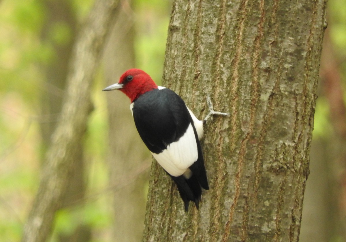 Red-headed Woodpecker - ML57686851