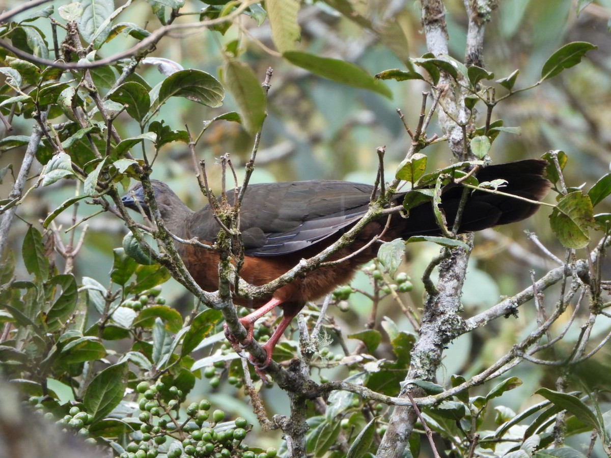 Sickle-winged Guan - ML576877171