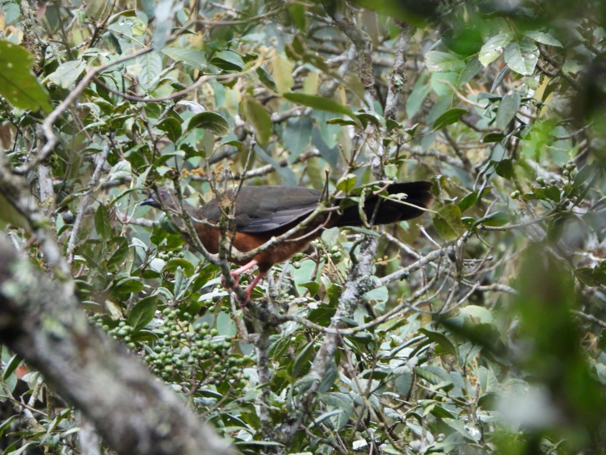 Sickle-winged Guan - ML576877181