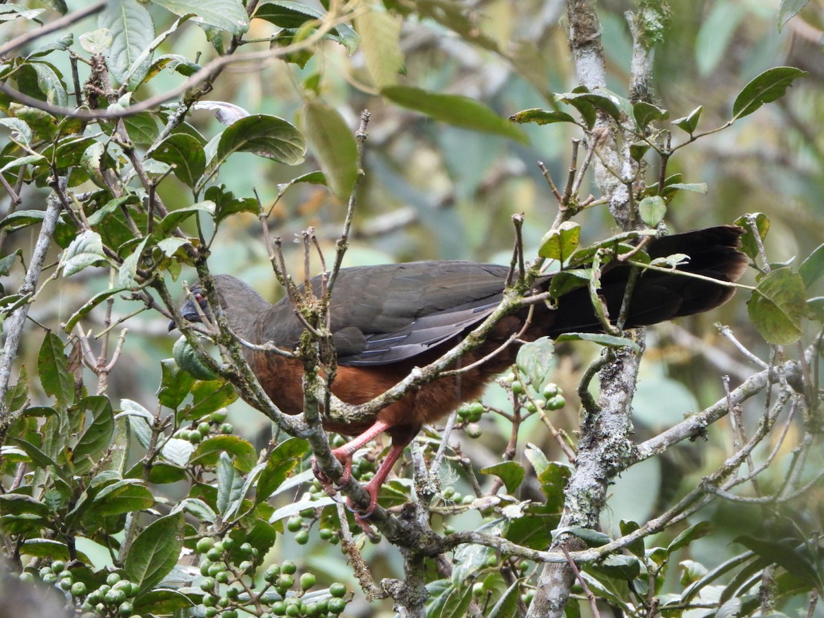 Sickle-winged Guan - ML576877191