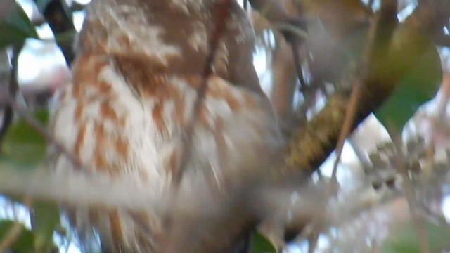 Northern Saw-whet Owl - ML576881901