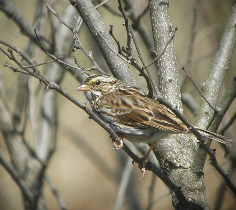 Savannah Sparrow - ML57688261
